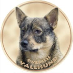 saxun Matrica autóra Svéd juhászkutya - Swedish Vallhund 