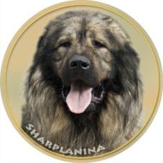 saxun Matrica autóra Sarplaninai juhászkutya - Yugoslavian Shepherd Dog – Sharplanina