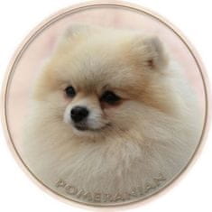 saxun Matrica autóra Törpespitz Pomerániai (Pomeranian)