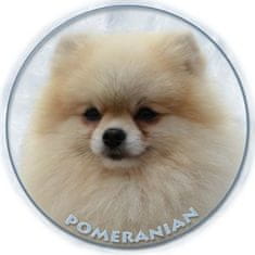 saxun Matrica autóra Törpespitz Pomerániai (Pomeranian)