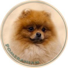 saxun Matrica autóra Törpespitz Pomerániai (Pomeranian)