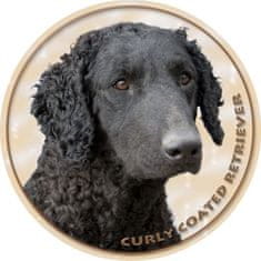 saxun Matrica autóra Curly Coated Retriever