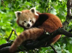 Ravensburger Red Panda Puzzle 500 darabos puzzle