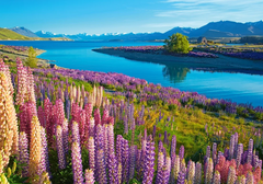 Castorland Puzzle Lake Tekapo, Új-Zéland 500 darab