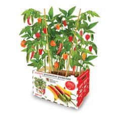 NEW Set za gojenje Batlle Paprika Pikantno 30 x 19,5 x 16,2 cm