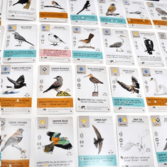 Delta Vision Fesztáv - Európai madarak társasjáték kiegészítő (314735) (DeltaVision-314735)