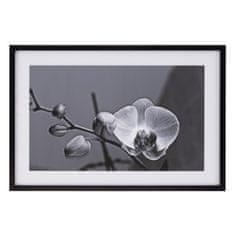 NEW Vászon Orchidea 65 x 2 x 95 cm Virág