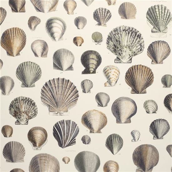 JOHN DERIAN CAPTAIN THOMAS BROWNS SHELLS OYSTER tapéta, PICTURE BOOK PAPERS kollekció