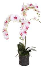 Shishi Lilafehér orchidea virágcseréptel 90 x 40 cm