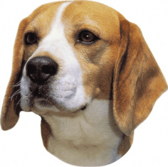 Nobby Beagle matrica